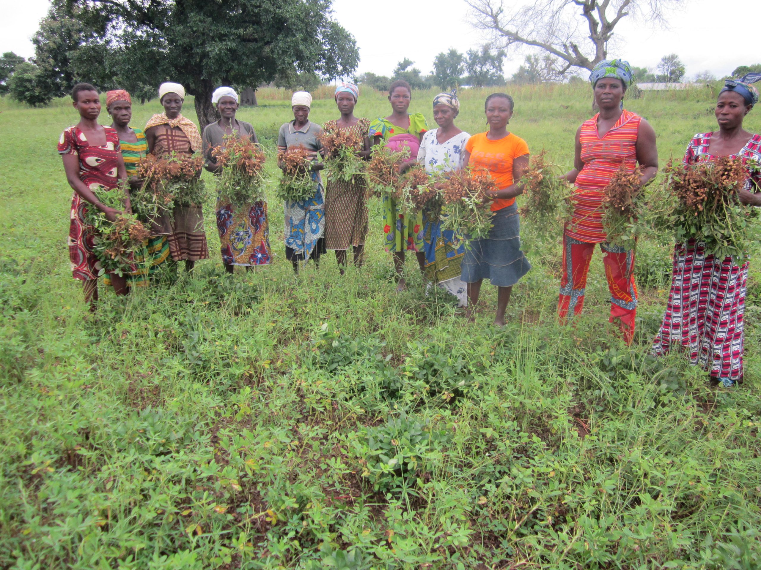 WOMEN GROUP SUPPORTED WITH GROUNDNUTS FARMING