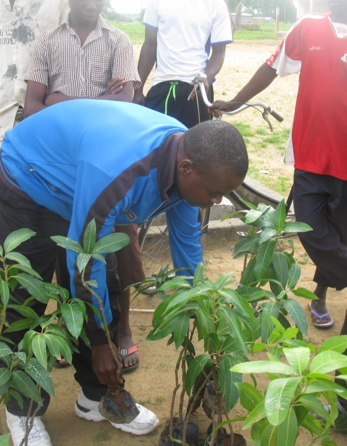 Tree planting to regreen the environment